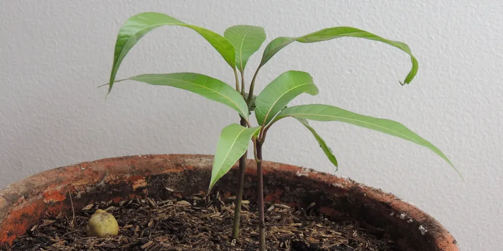 Two mango stems growing side by side from one seed in a clay pot
